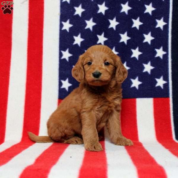 Pipieluck, Mini Goldendoodle Puppy
